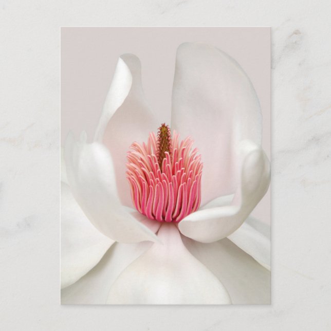 Carte Postale Flowers | White Magnolia (Devant)