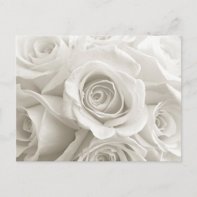 Carte Postale Flowers | White Roses (Devant)