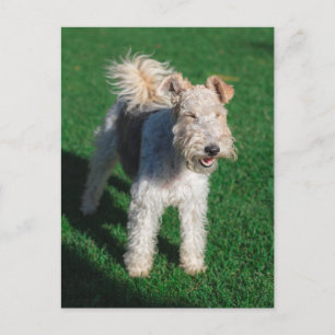 Carte Postale Fluffy Airedale Welsh Terrier Type Chien Chien Chi