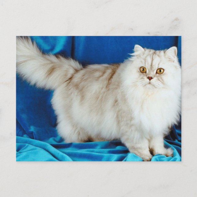Carte Postale Fluffy Cat (Devant)