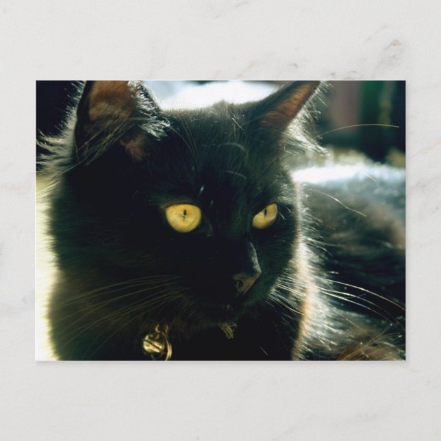 Carte postale Fluffy Cat (Devant)