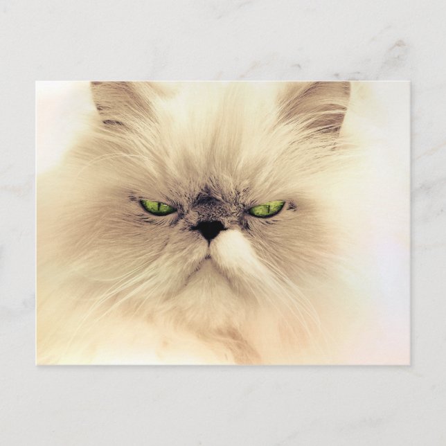 Carte Postale Fluffy Gruffy Kitty (Devant)
