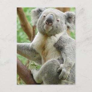 Carte postale Fluffy Koala