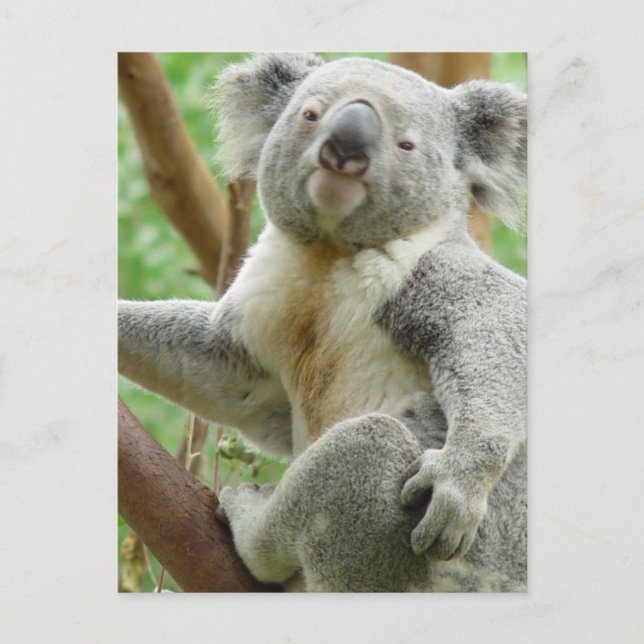 Carte postale Fluffy Koala (Devant)