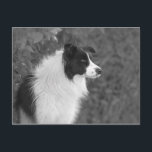 Carte Postale Fluffy noir blanc joli chien Collie<br><div class="desc">Jazmine,  la collie de la frontière féminine en noir et blanc juste après un bain quand elle était toute peluche,  applaudira n'importe quel amoureux des chiens jour. Image exclusive à Zazzle ©</div>