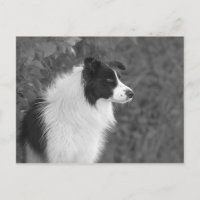 Fluffy noir blanc joli chien Collie
