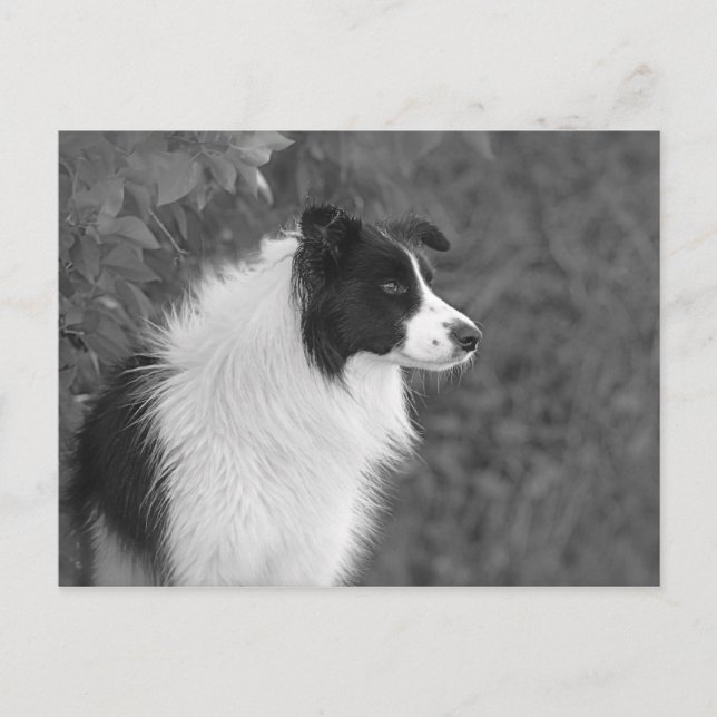 Carte Postale Fluffy noir blanc joli chien Collie (Devant)