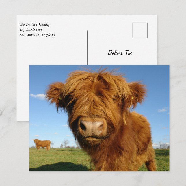 Carte Postale Fluffy Scottish Highland Cow (Devant / Derrière)