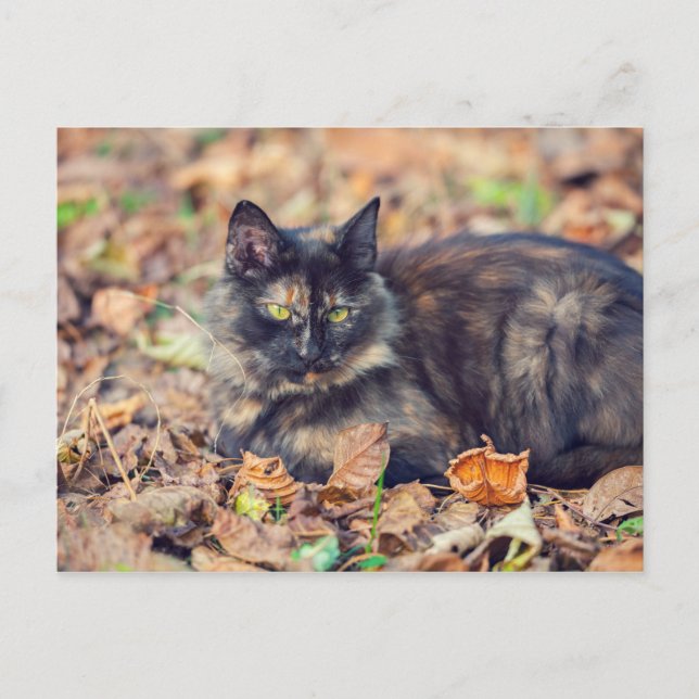 Carte Postale Fluffy Tortoiseshell Kitty à l'automne (Devant)