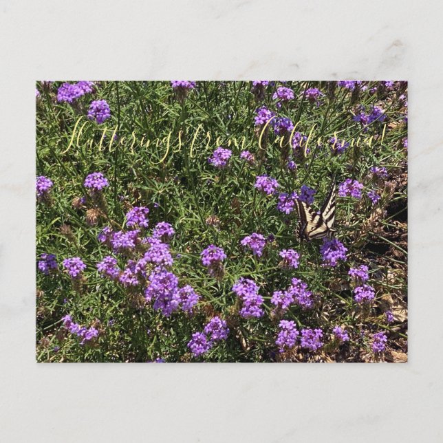 Carte Postale Flutterfrom California : De La Mina Verbena (Devant)
