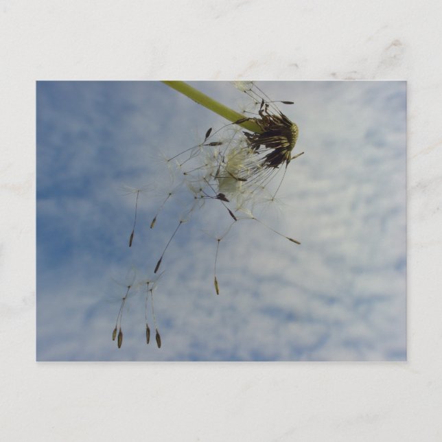 Carte Postale Fly Baby (Devant)