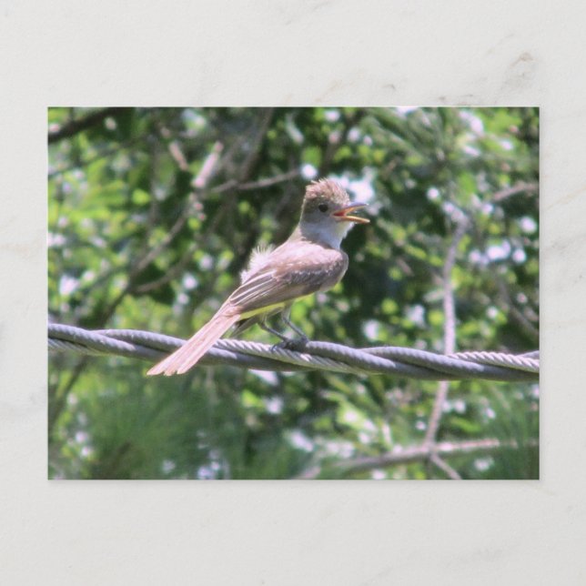 Carte Postale Flycatcher Crested (Devant)