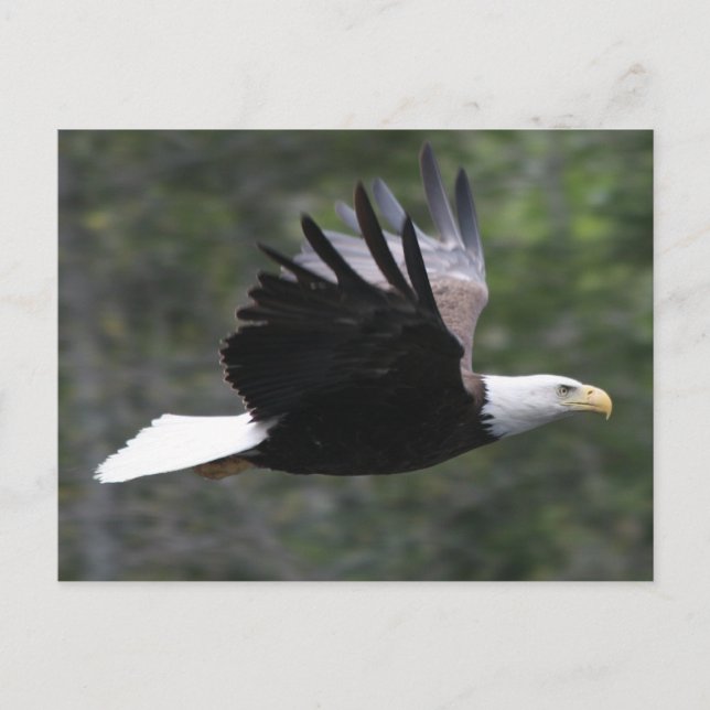 Carte Postale Flying Bald Eagle (Devant)