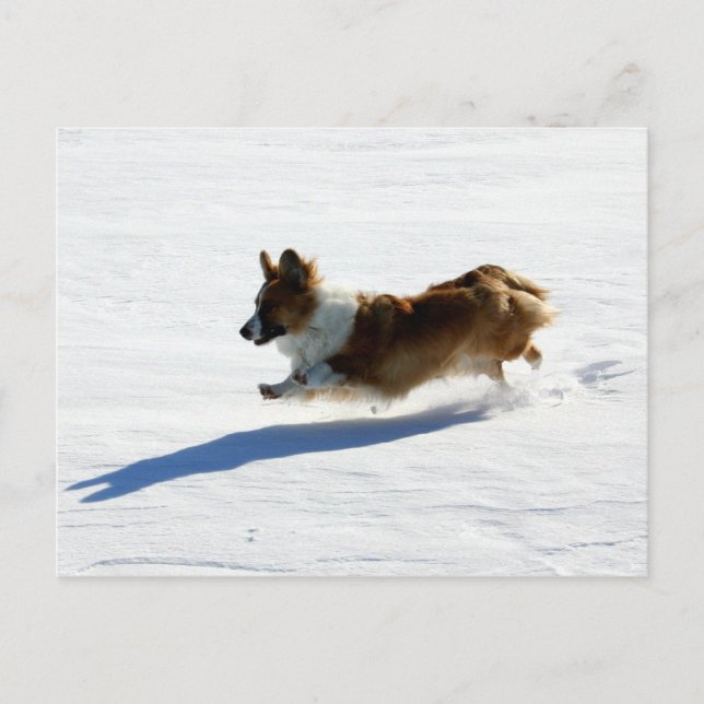 Carte Postale Flying Cardigan Welsh Corgi (Devant)