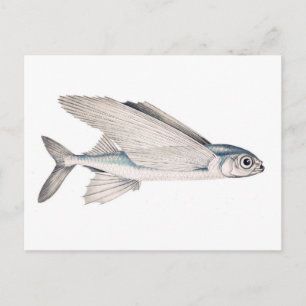 Carte Postale Flying Fish Exocoetidae