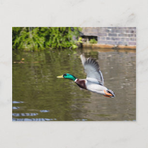 Carte Postale Flying Mallard
