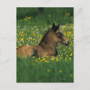 Carte Postale Foal allongé dans les fleurs