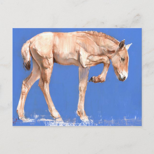 Carte Postale Foal de Przewalski 2012 (Devant)