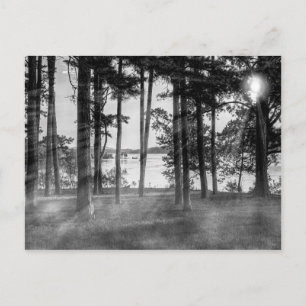 Carte Postale Foggy Arbres À Niveaux De Gris De Table Rock