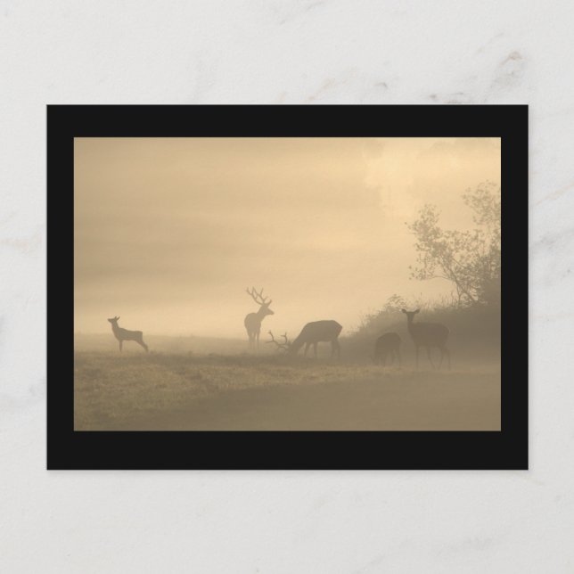 Carte Postale Foggy Elk Family (Devant)