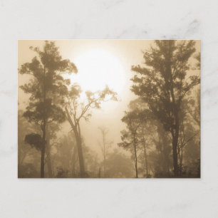 Carte Postale Foggy Forest Sepia - Postcard