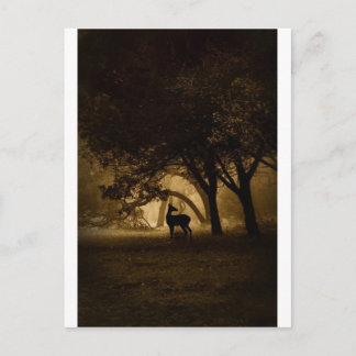 Carte Postale Foggy Morning