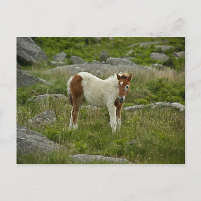 Carte Postale Foie (Devant)