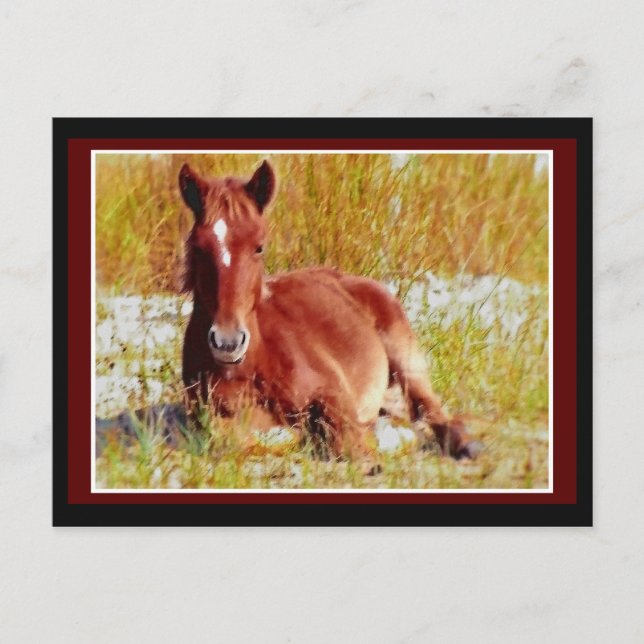 Carte Postale Foie de Cheval Sauvage (Devant)