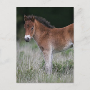 Carte Postale Foie debout