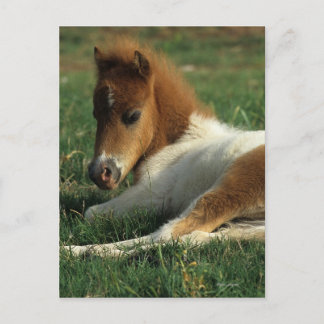 Carte Postale Foie Miniature Pointé