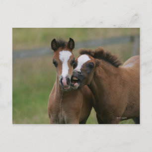 Carte Postale Foies jouant