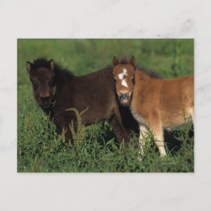 Carte Postale Foies miniatures en herbe