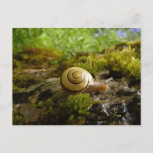 Carte Postale foin pour la journée de l'escargot !