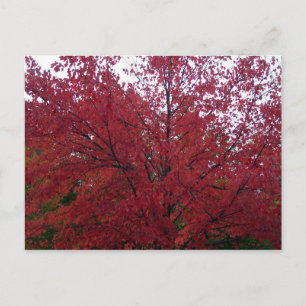Carte Postale Foliage d'automne dans NH 2