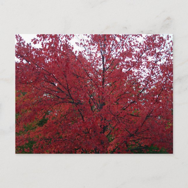 Carte Postale Foliage d'automne dans NH 2 (Devant)