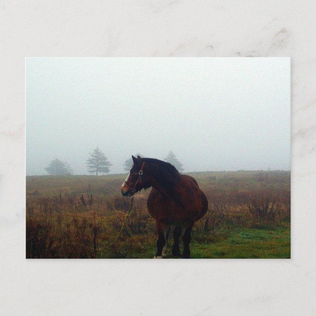 Carte postale Follow Me (Devant)