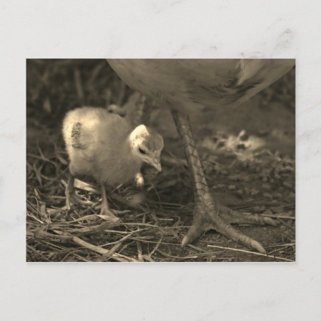 Carte Postale Following in Mom's Footsteps - Postcard (Devant)