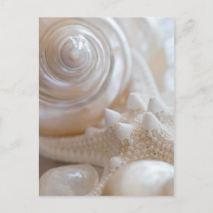 Carte Postale Fond de coquillages et d'étoiles de mer - Coquilla