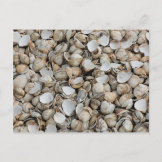 Carte Postale Fond de coquilles