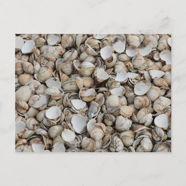 Carte Postale Fond de coquilles (Devant)