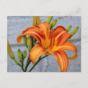 Carte Postale Fondation Lily - Daylily