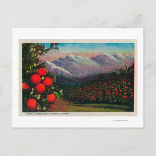 Carte Postale Foothill Orange Grove in the WinterState