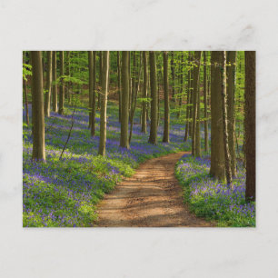Carte Postale Forest   Bluebell Forest en Belgique