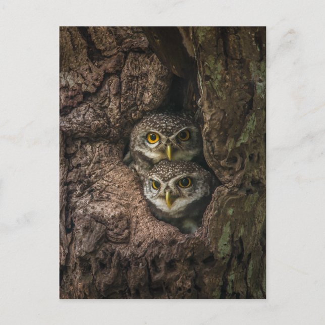 Carte Postale Forest | Deux Owls Looking (Devant)