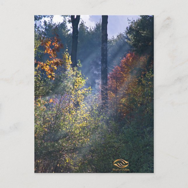 Carte Postale Forest Morning Vermont Fall (Devant)