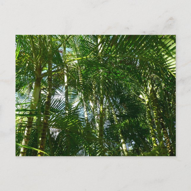 Carte Postale Forest of Palm Trees Tropical Nature (Devant)