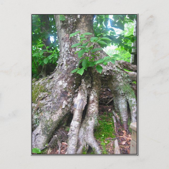 Carte Postale Forest Postcard (Devant)