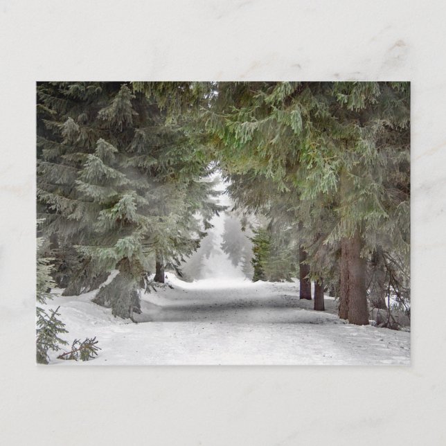 Carte Postale Forest Road Snow Pine Trees Photo (Devant)
