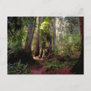 Carte Postale Forest Séquwood Forest California