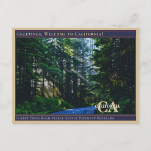 Carte Postale Forest Trees Road Street Avenue Pavé Sunbeams 